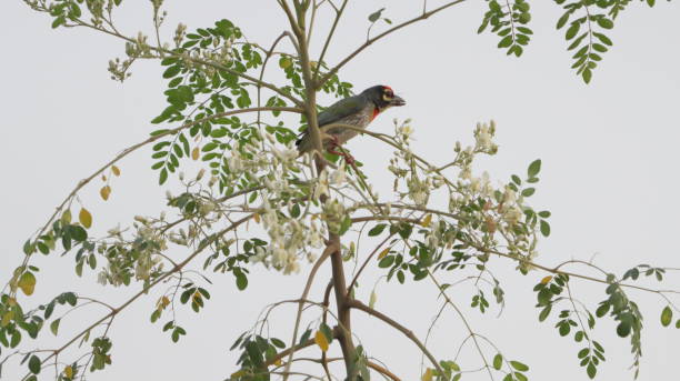 Coppermisth barbet perched on a tree stock photo