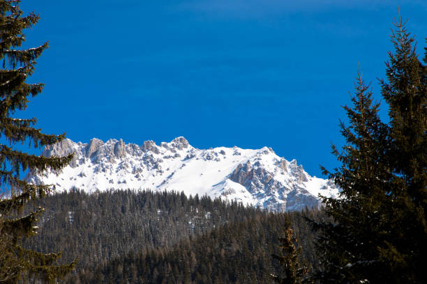 śnieżna zimowa panorama alp dachstein z jodłami na pierwszym planie. dachstein to najwyższy szczyt w górnej austrii. - skiing snow ski slope sunlight zdjęcia i obrazy z banku zdjęć