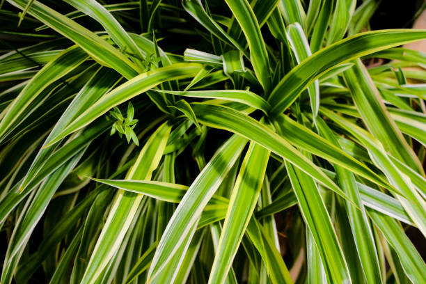 istock green grass with water drops. Background nature 1386157691