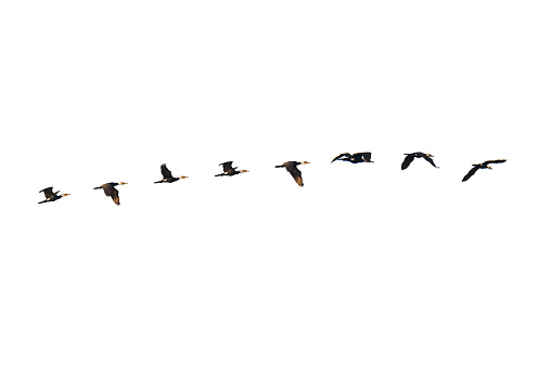 Cormorants flying isolated on white