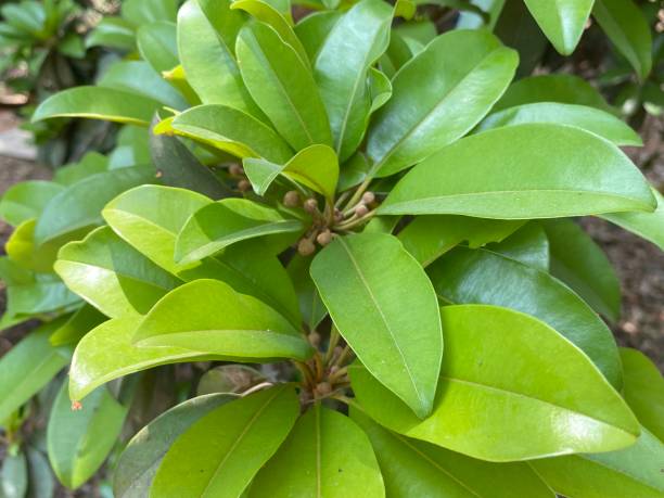 istock Sapodilla green leaf and flowers 1386162539