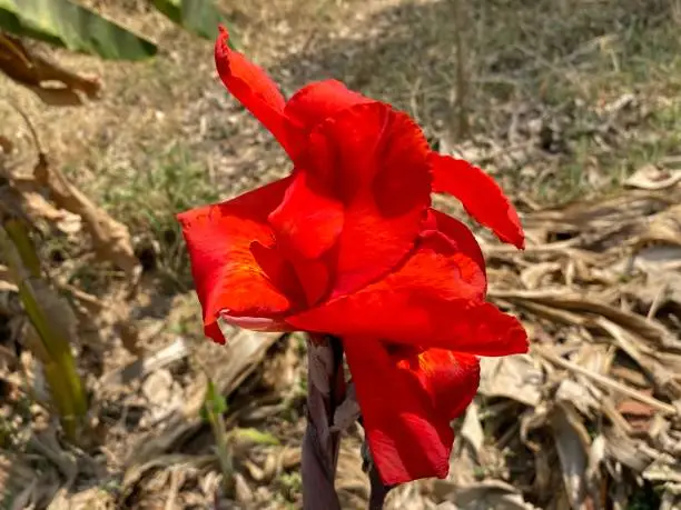 Red Black Knight Canna Lily flower blooming in garden