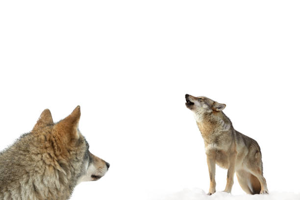 istock wolf howls in winter on snow isolated on white background 1386162646