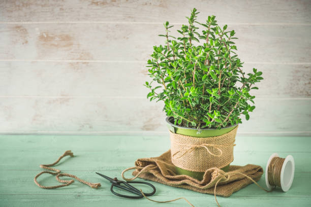 majoran kräuterpflanze ein hellgrün-weißer holzhintergrund, vintage-look, kopierraum - majoran stock-fotos und bilder