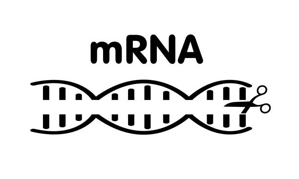 illustrations, cliparts, dessins animés et icônes de les ciseaux hélice d’arnm coupent l’adn - enzyme science white background isolated on white