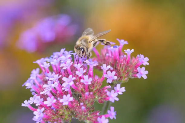 Bee - Apis mellifera - pollinates a blossom of the purpletop vervain - Verbena bonariensis