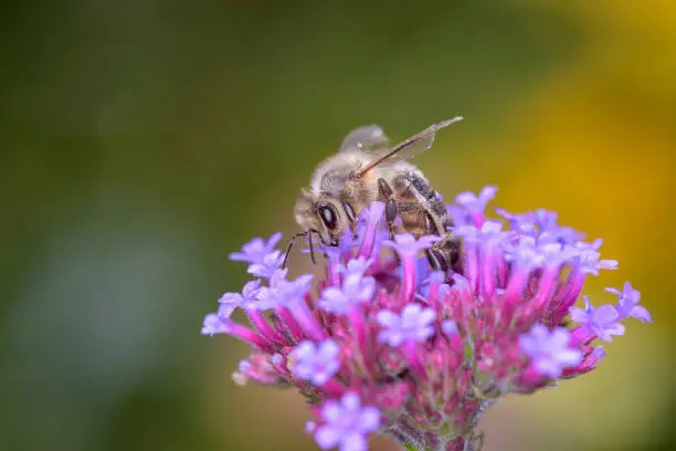 Bee - Apis mellifera - pollinates a blossom of the purpletop vervain - Verbena bonariensis