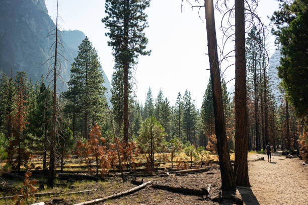 Kings Canyon National Park, California