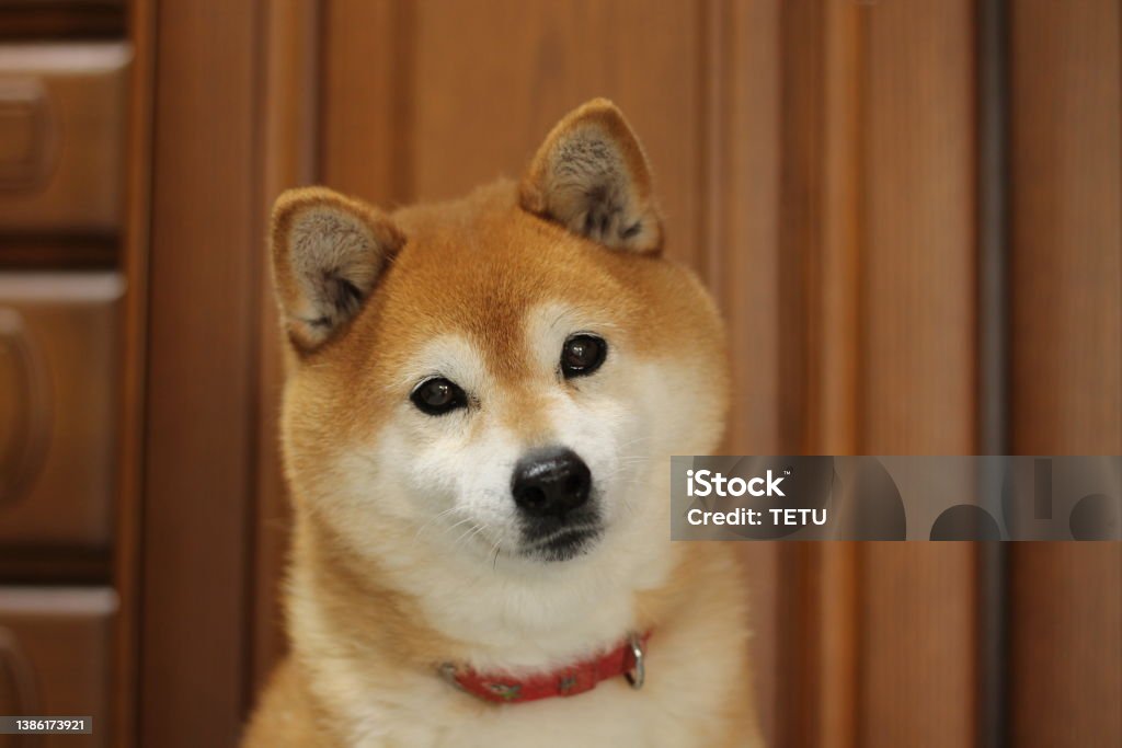 shiba dog portrait Shiba Inu Stock Photo