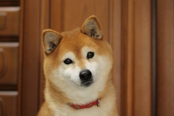 shiba dog portrait shiba dog portrait shiba inu stock pictures, royalty-free photos & images