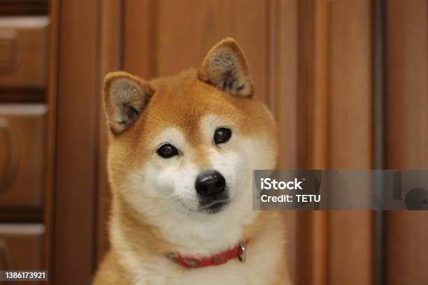 Shiba Dog Portrait Stock Photo - Download Image Now - Shiba Inu, Animal Head, Close-up