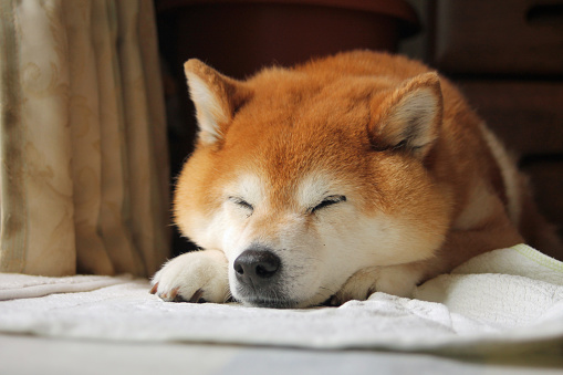 sleeping shiba dog