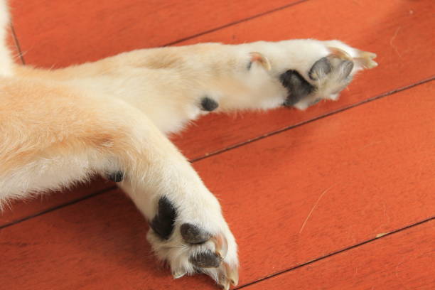 perro shiba - almohadillas pata de animal fotos fotografías e imágenes de stock