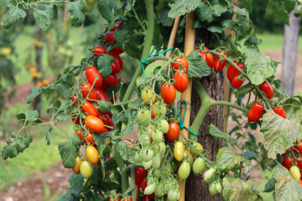 istock Downy mildew on cherry tomato plant.  Brown spots on tomato leaves 1386174074