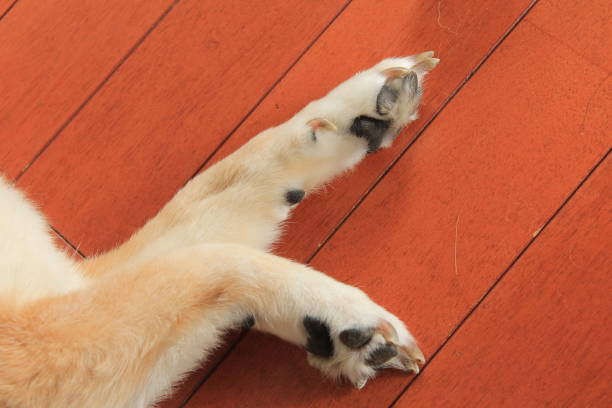 perro shiba - almohadillas pata de animal fotografías e imágenes de stock