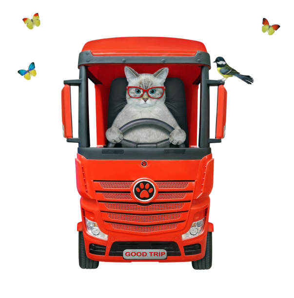 istock Cat ashen drives big red truck 1386176385