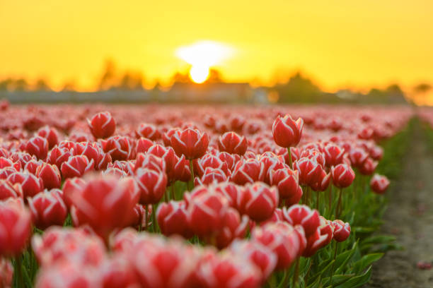 istock Fields of blooming red tulips during sunset in Holland 1386179426