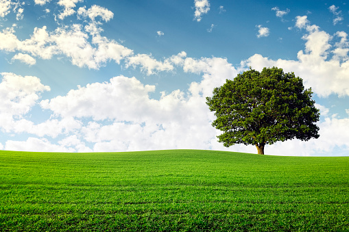 Oak tree in green field agriculture and environment background