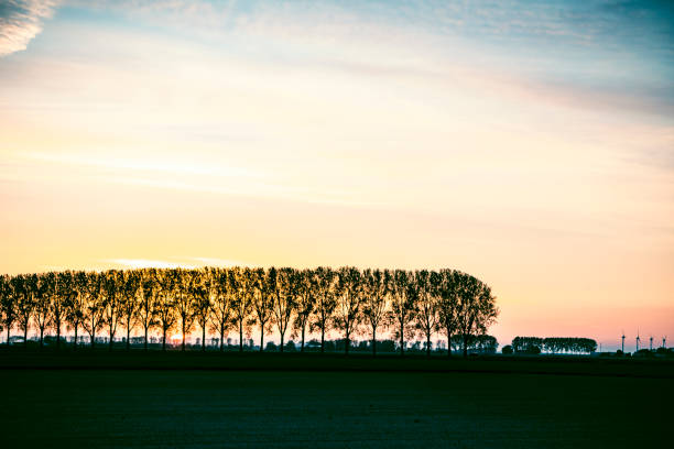 Row of trees in a springtime sunset in a flat landscape in Flevoland the Netherlands during a beautiful springtime evening in may.
