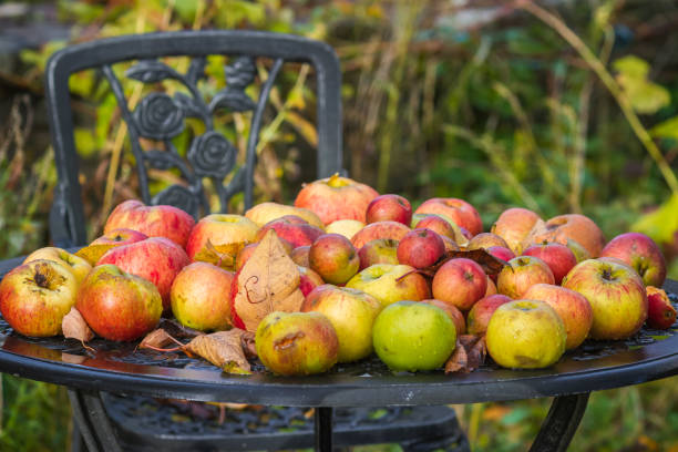 mucchio di mele su un tavolo da giardino - spartan apple foto e immagini stock