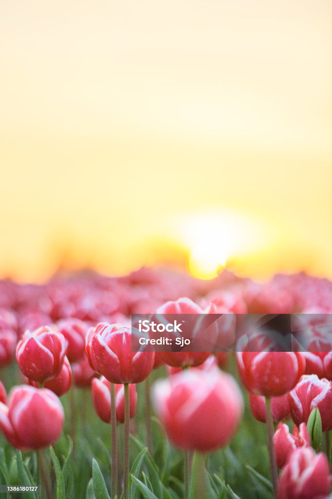 Fields of blooming red tulips during sunset in Holland Fields of blooming red tulips during sunset in Holland. The tulips are growing in a field in Flevoland, The Netherlands and are part of Dutch culture in Holland. Summer Stock Photo