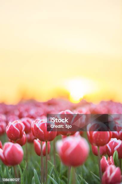 Fields Of Blooming Red Tulips During Sunset In Holland Stock Photo - Download Image Now