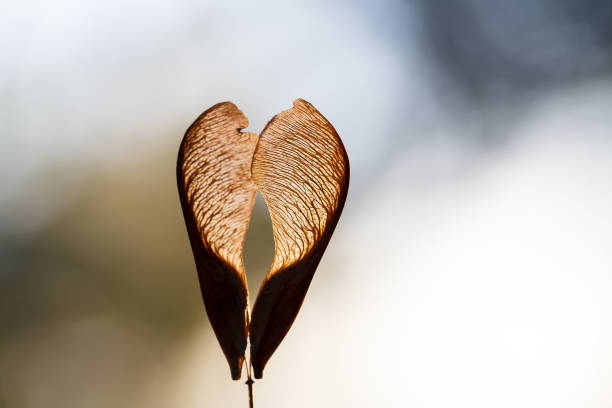 Close-up of pair of dry maple tree seeds on blurred background. Copy space for text. Concept of love or autumn.