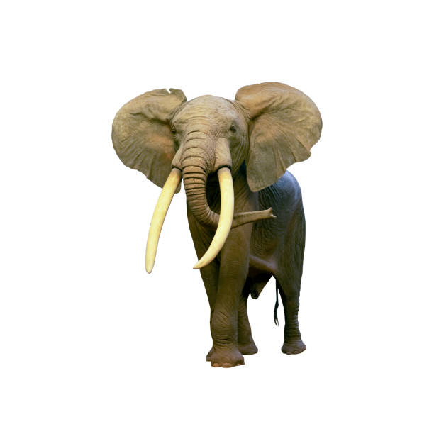 istock Male African elephant walking isolated on white background 1386181591