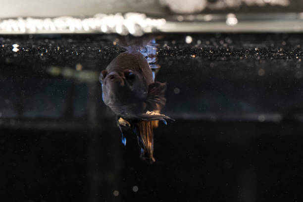 istock BETTA SPLENDERS PLACKAT FISH EYES AND MOUTH MACRO 1386181754