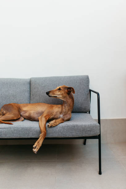 istock Adorable dog lying on a couch indoors at home 1386181808