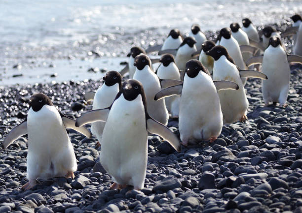 istock Antarctica  pictures 1386181869