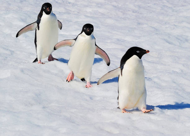 istock Antarctica  pictures 1386182734