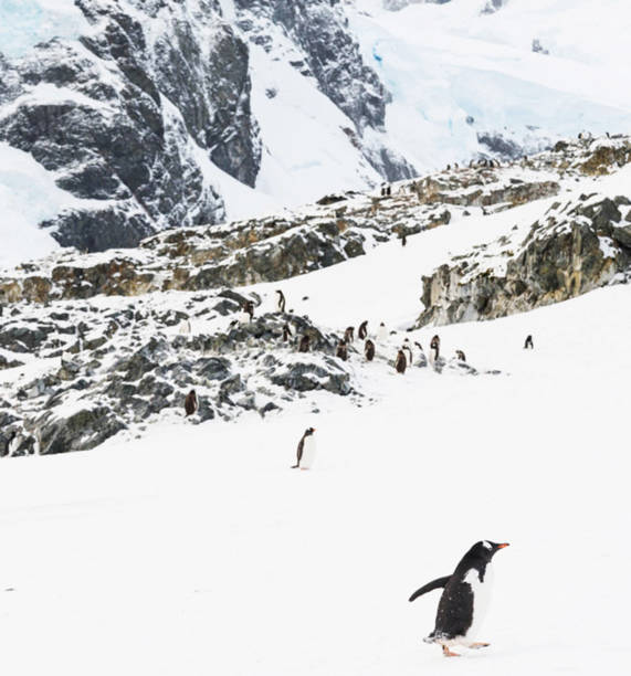 istock Antarctica  pictures 1386182817