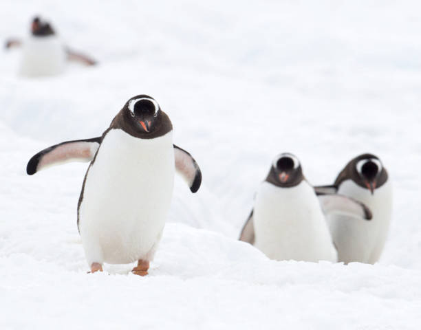 istock Antarctica  pictures 1386183186