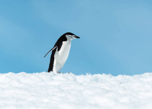 istock Antarctica  pictures 1386183414