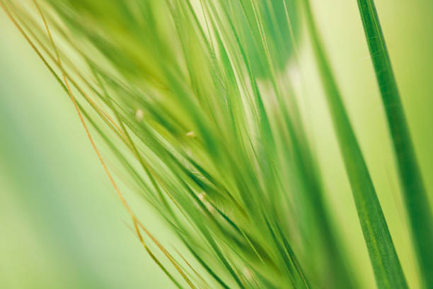 istock Spring awakening in the morning 1386184657