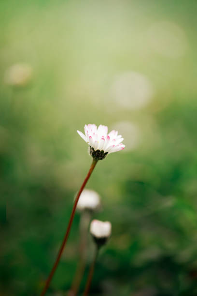 istock Spring awakening in the morning 1386184713
