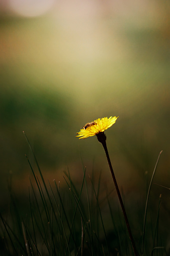 bee on dandelion flower, blurred background.