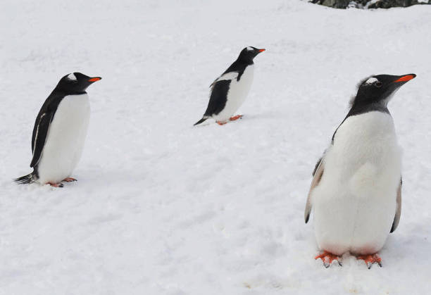 istock Antarctica  pictures 1386185440