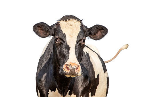 Brown cow portrait on neutral background