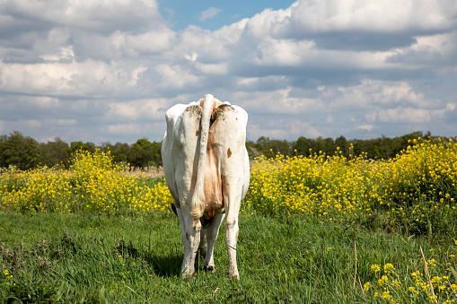 Dairy cow grazing in a meadow with blossom brassica rapa, rear view in a field flowers and a cloudy blue sky, in the Netherlands