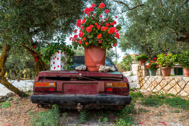 Red flowers in a pot on a red wrecked car in Greece