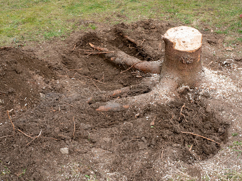 Tree stump is removed in the garden