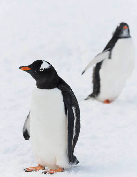 istock Beautiful Antarctica  pictures 1386190727