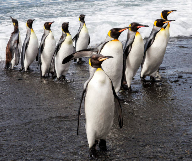 istock Beautiful Antarctica  pictures 1386190772