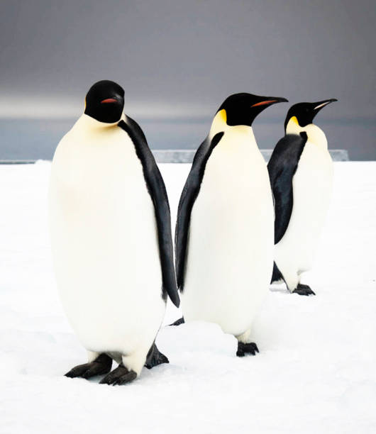 istock Beautiful Antarctica  pictures 1386191055