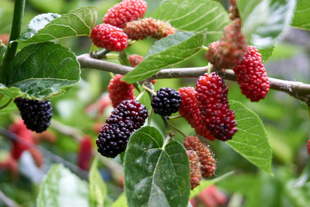 frische und biologische maulbeerfrüchte - mulberry bush stock-fotos und bilder