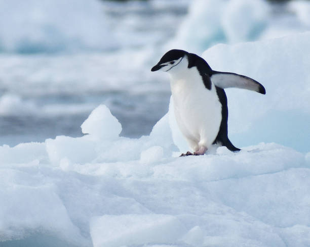 istock Beautiful Antarctica  pictures 1386192519