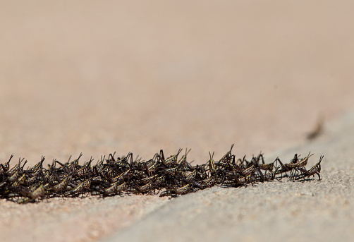 A close up of a swarm of locust