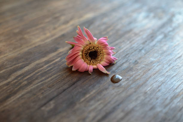Pink Flower with water drop on old wood table
